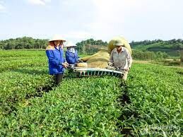 Một vài suy nghĩ về chính sách hỗ trợ phát triển nông nghiệp nông thôn Nghệ An