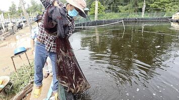 Nghệ An: Tiêu thụ thủy sản giảm mạnh vì dịch Covid-19