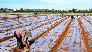 Nghệ An chú trọng sản xuất vụ đông an toàn và hiệu quả