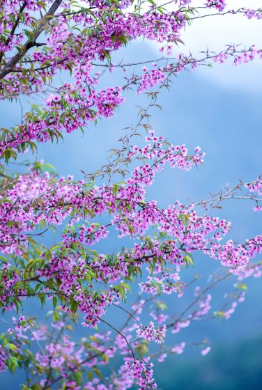 Ảnh: fb Nhat Thanh