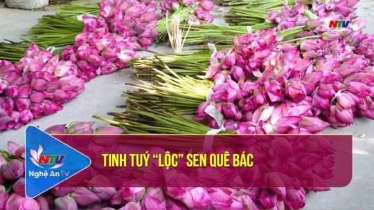 Tinh tuý “lộc” sen quê Bác